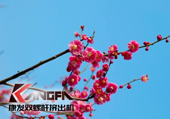 春光明媚,綠意盎然！康發雙螺桿擠出機組集中發貨 